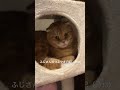 ふじさんのつぶやき日記（5/13） つぶやくことがない、とつぶやいた。
