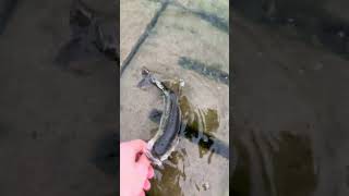 Largie release #keepemwet #fishing #bassfishing #handmadelure #carp #fish #bass #outdoors