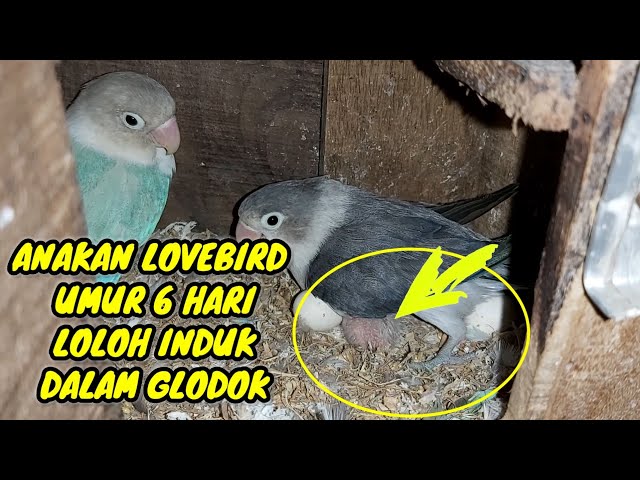 INTIP ANAKAN LOVEBIRD UMUR 6 HARI DIDALAM GLODOK_TERNAK PEMULA BURUNG LOVEBIRD class=