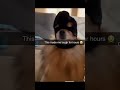 Doggos lookin great
