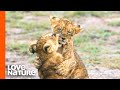 Baby Lions Cubs and Hyena Cubs Having Fun