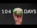 Cauliflower timelapse