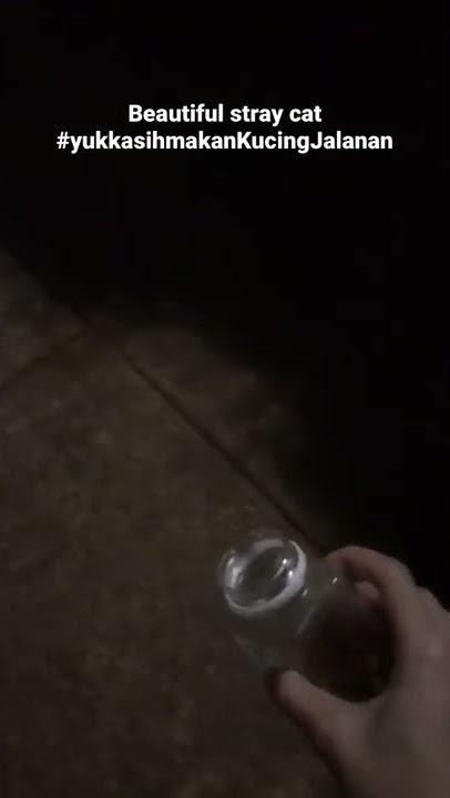 Kasih makan kucing jalanan depan RSPI / feeding stray cat