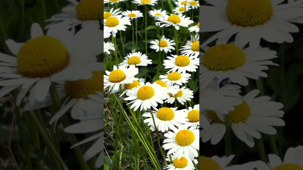 The Radiant Beauty of White Daisies with Yellow Centers #daisyflower #daisies #flowers