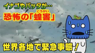 恐怖の「蝗害」イナゴやバッタが大発生…世界各地で緊急事態！【マスクにゃんニュース】