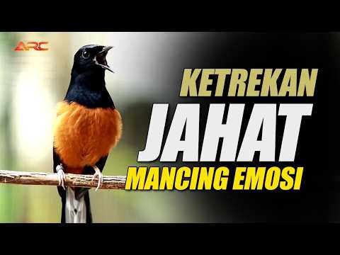PENUH EMOSI‼️KETREKAN PEMANCING EMOSI CEPAT BONGKAR MATERI MEMBUAT MURAI BATU LAIN TAK MAU DIAM