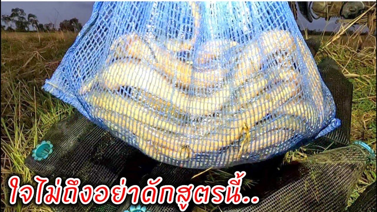 ยามตุ้มปลาไหล อีจู้ปลาไหลเช้านี้ ดักแบบนี้เสี่ยงมาก กับเหยื่อธรรมดาแต่ได้ผลดีมาก..