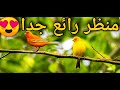 شاهد تغريد الكناري في الطبيعة شاهد تغريد الكناري في الطبيعة