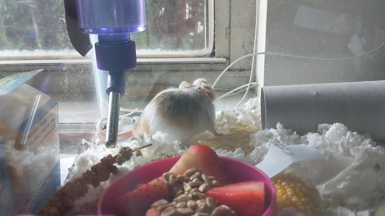 Pregnant mouse eats a tortilla chip YouTube