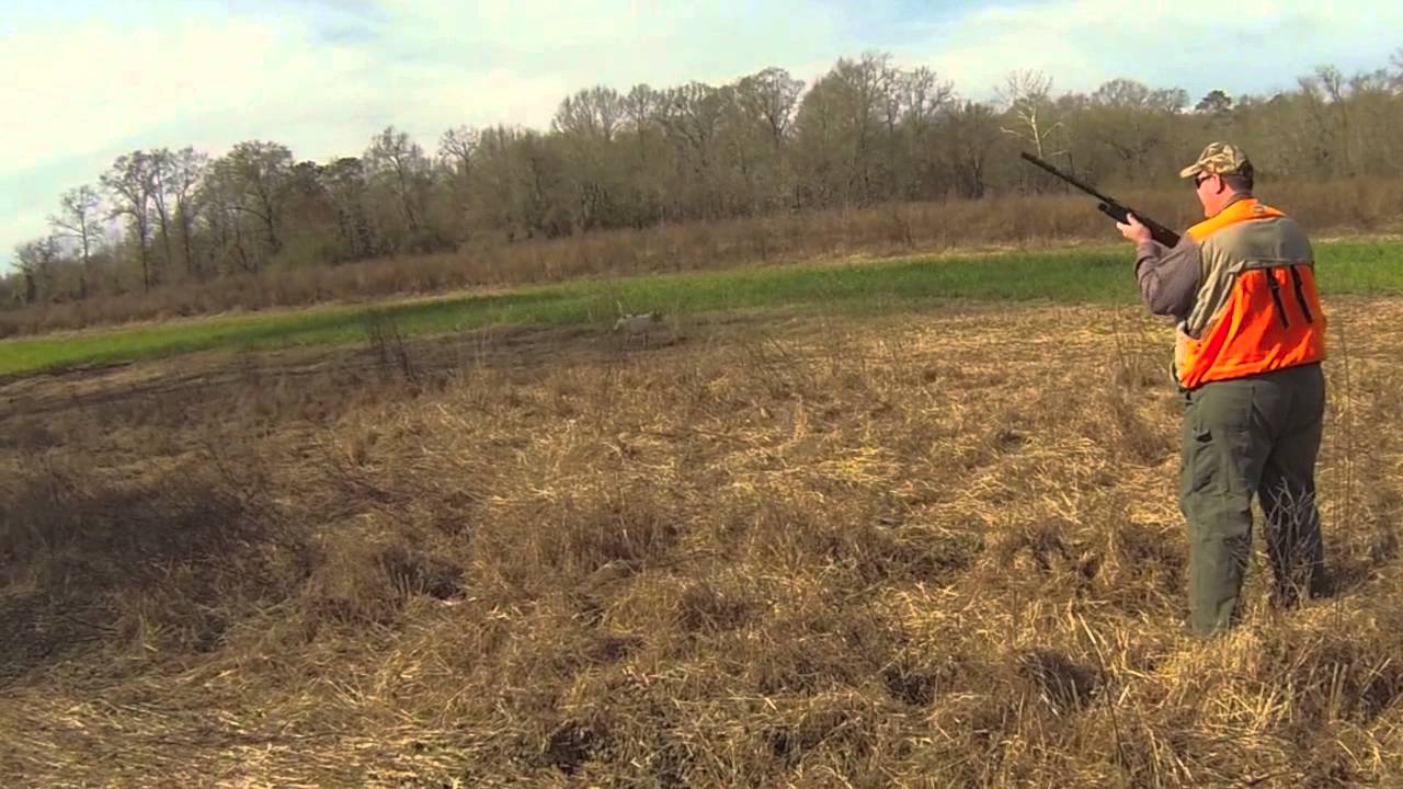 Moss Hammock Quail Hunting 720p