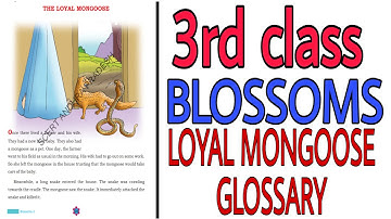 3rd class English  the loyal mongoose glossary with extra glossary