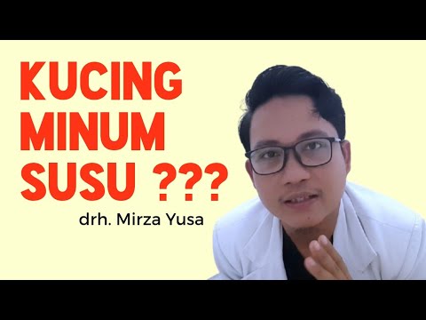 Video: Perlukah anak kucing minum susu?