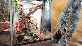 Leachianus Gecko 1 Year Old Update! Rhacodactylus leachianus Adult Set Up.