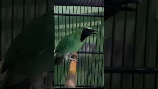 Cucak ijo isian kenari cililin kapas tembak Tengkek Buto gereja jangkrik #cucakijogacor #birds