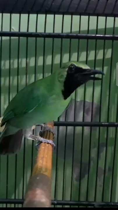 Cucak ijo isian kenari cililin kapas tembak Tengkek Buto gereja jangkrik #cucakijogacor #birds