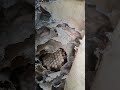 #bee