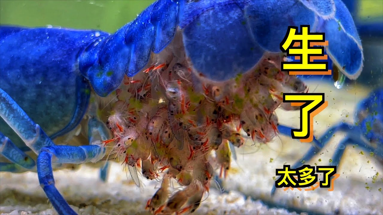 终于生了，饲养的蓝魔鳌虾繁殖小虾生得到处都是！｜水族｜水族箱｜鱼缸｜虾｜观赏虾｜鳌虾｜蓝魔鳌虾｜天空蓝魔鳌虾｜繁殖｜养殖厂｜水族管｜动物｜宠物｜