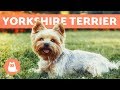 Yorkshire terrier - Cuidados y adiestramiento