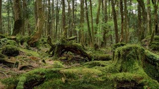 [ 4K Ultra HD ]新緑の青木ヶ原樹海 Aokigahara “Sea of Trees" Primeval Forest (Shot on GH5 with Gimbal)