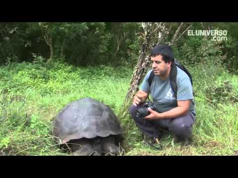 Chelonoidis donfaustoi, la nueva tortuga descubierta en las islas GalÃ¡pagos