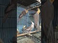Birds for Sale in Bangalore Shop Timings 5pm-9pm Call before coming #exotıcbirds #birds #birdslover