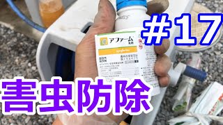 【初心者が挑む】家庭菜園でイチゴ栽培【#17】