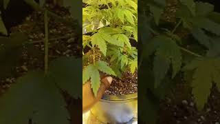 Week 1 Bloom/W Dr. Greenbody