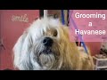 Grooming a Havanese Tutorial の動画、YouTube動画。