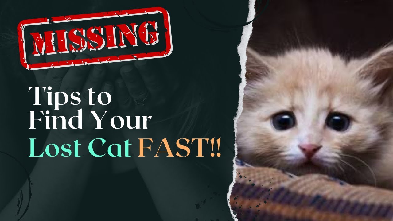 Потерялся кот? Попробуйте эти 6 проверенных советов, чтобы быстро вернуть его домой.