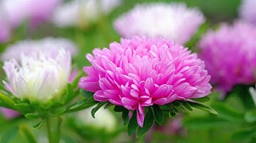 Hạt giống hoa cúc đại đóa