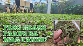 PAANO BA MAGTANIM NG FROG GRASS? BASIC TUTORIAL