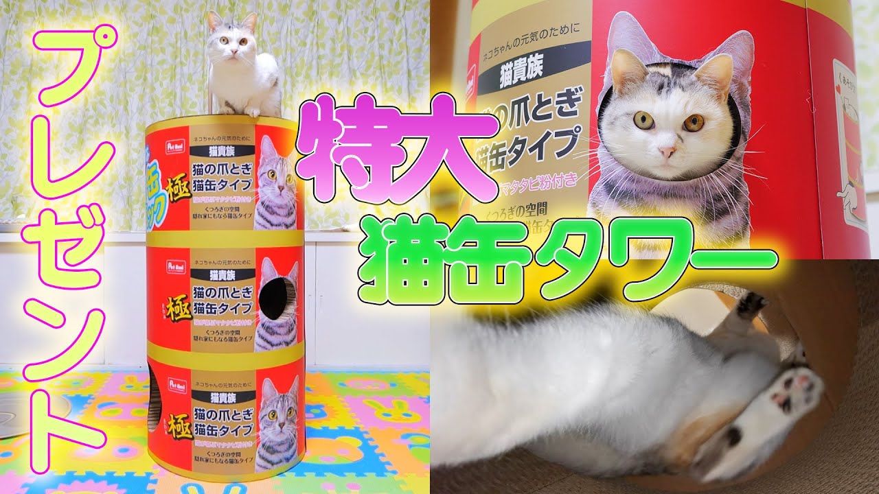 ペットショップで一目ぼれした特大猫缶タワーをネコ吉に買って帰りました アニマルビデオ まとめ