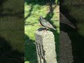 Pretty Bird