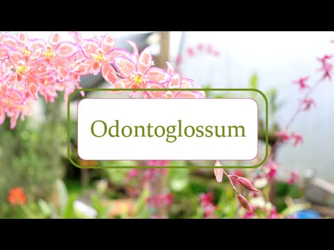 Video: ¿Qué son las orquídeas Odontoglossum? Aprenda sobre las variedades de orquídeas Odontoglossum