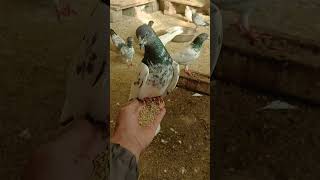 pigeon baby #kabootar #kabootarloft05 #kabutar #pigeonlaver #birds please subscribe my YouTube 😔 😟 🙁