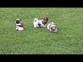 Shorkie Puppies For Sale