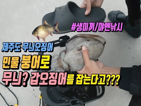 민물 붕어로 제주도 무늬오징어와 갑오징어 <strong>생미끼낚시</strong>/야엔낚시하기
