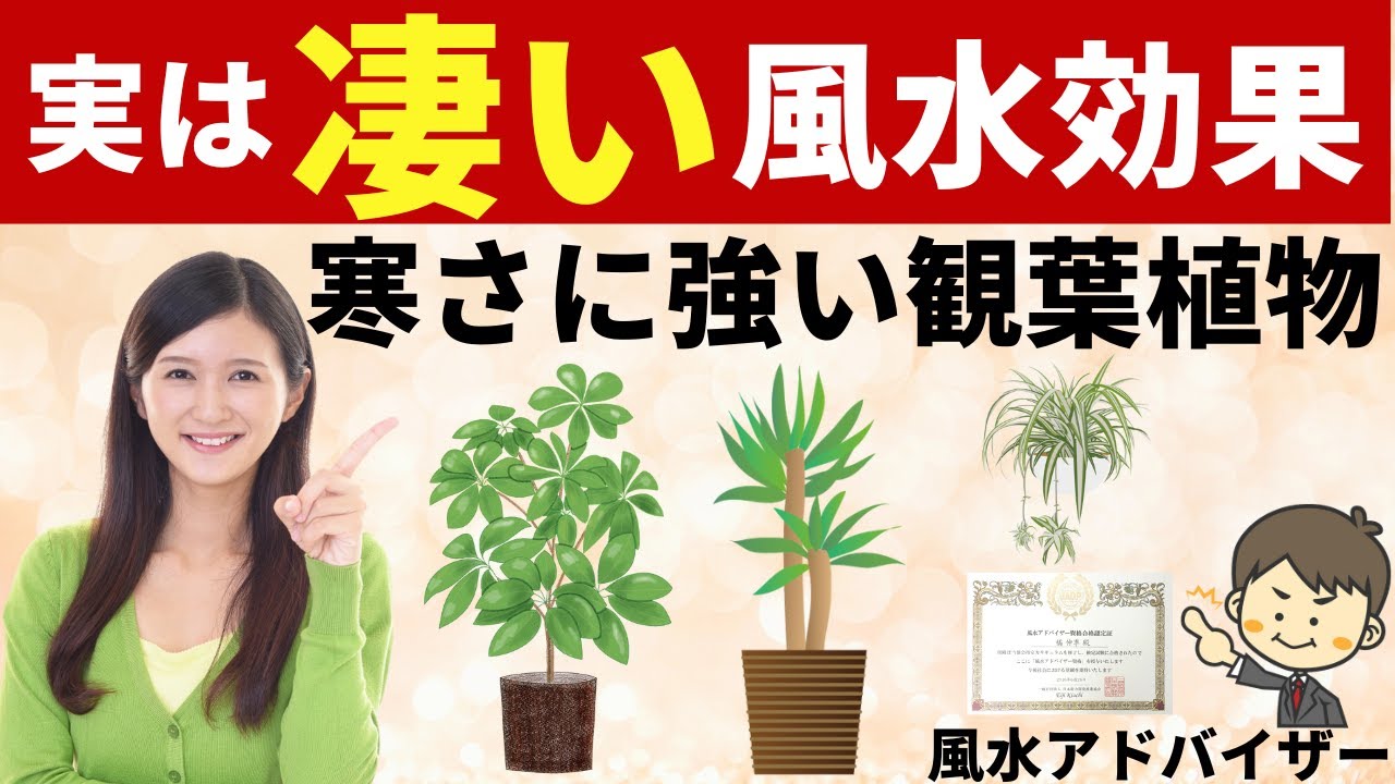 寒さに強い観葉植物8選 とその凄い風水効果 Youtube