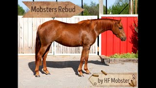 Mobsters Redbud Hip #96 Shawnee Horse Sale 5/31/24