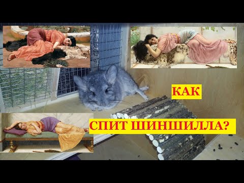 Как спит шиншилла? /Что за зверь такой - ШИНШИЛЛА?