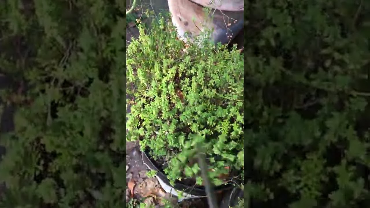 How much thyme do you need in a small garden | Kent UK
