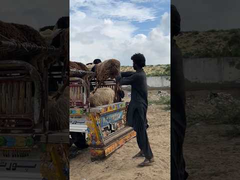 الع م ال الكاد حون في ص حراء ث ر و ر حل ة الغ ن م
