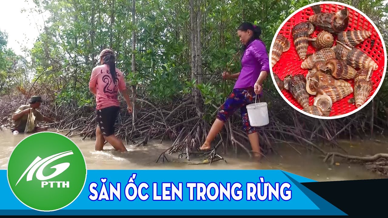Ký ức miền quê | Săn ốc len trong rừng | THKG - YouTube