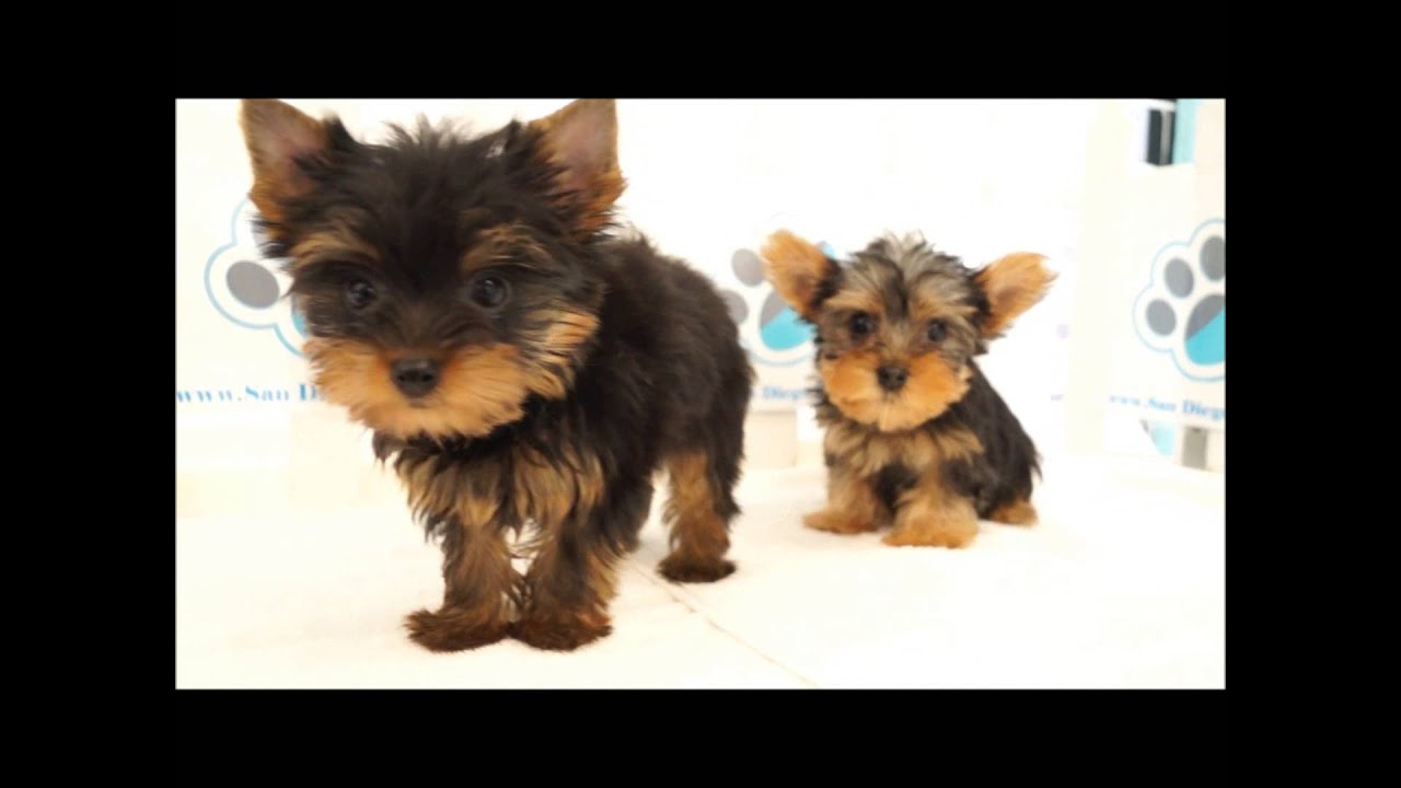 Teacup Yorkies Puppies at San Diego Puppy! YouTube