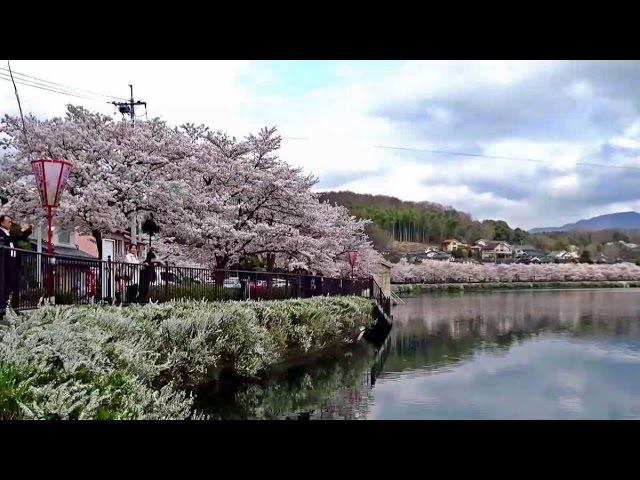 上野公園の桜 庄原市 Youtube