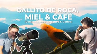 Pájaros Alucinantes, Miel y Buen Café (Birds, Honey & Coffee) | Antioquia, Colombia | Field Guides by The Birders Show 7,562 views 7 months ago 12 minutes, 49 seconds