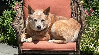 Top 3 Tips to Prepare Your Pet For an Emergency