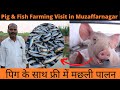 Pig Farming + Fish Farming में दुगना लाभ ! Pig के साथ फ्री में Fish Farming | Integrated Farming