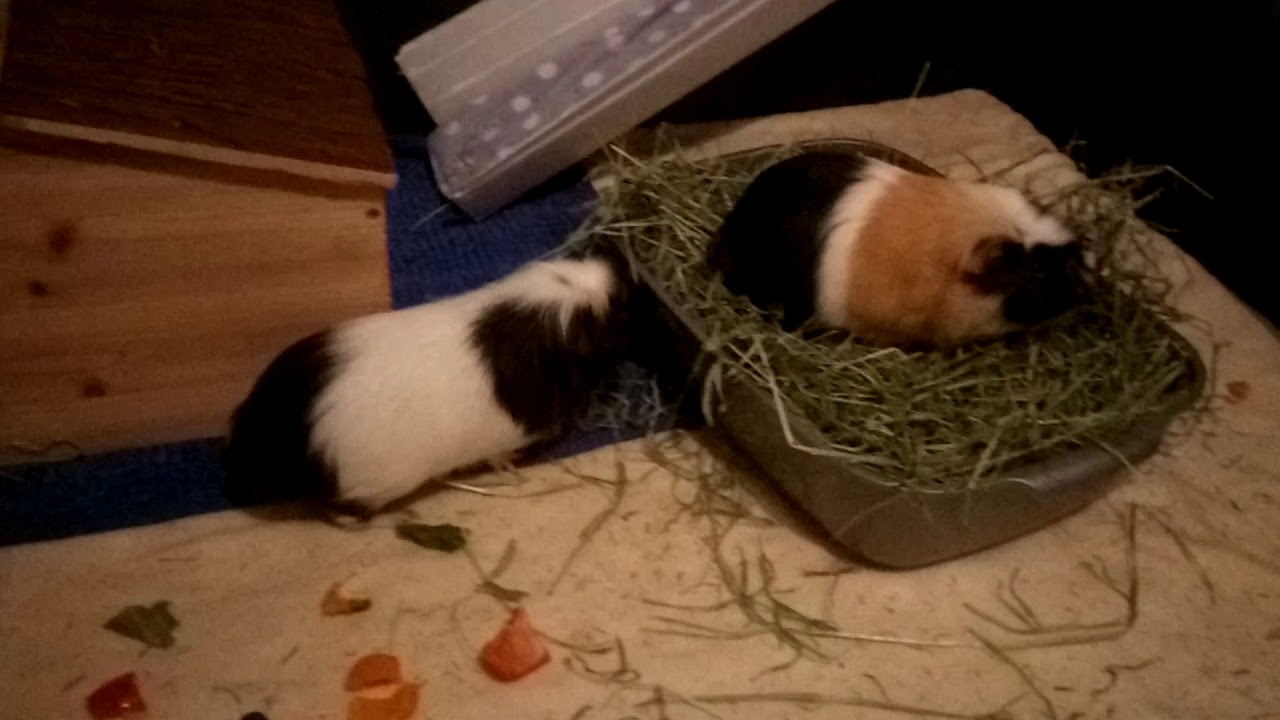 introducing a baby guinea pig to an older guinea pig