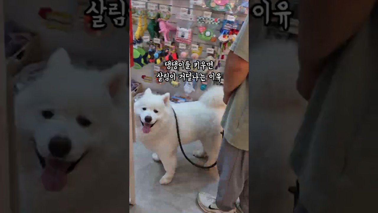 댕댕이를 키우면 살림이 거덜나는 이유
